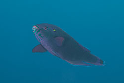 BD-150228-Ras-Mohammed-7348-Scarus-niger.-Forsskål.-1775-[Dusky-parrotfish].jpg